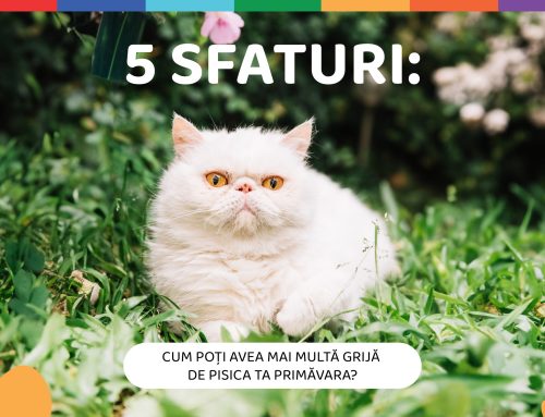 5 sfaturi: Cum poți avea mai multă grijă de pisica ta primăvara?