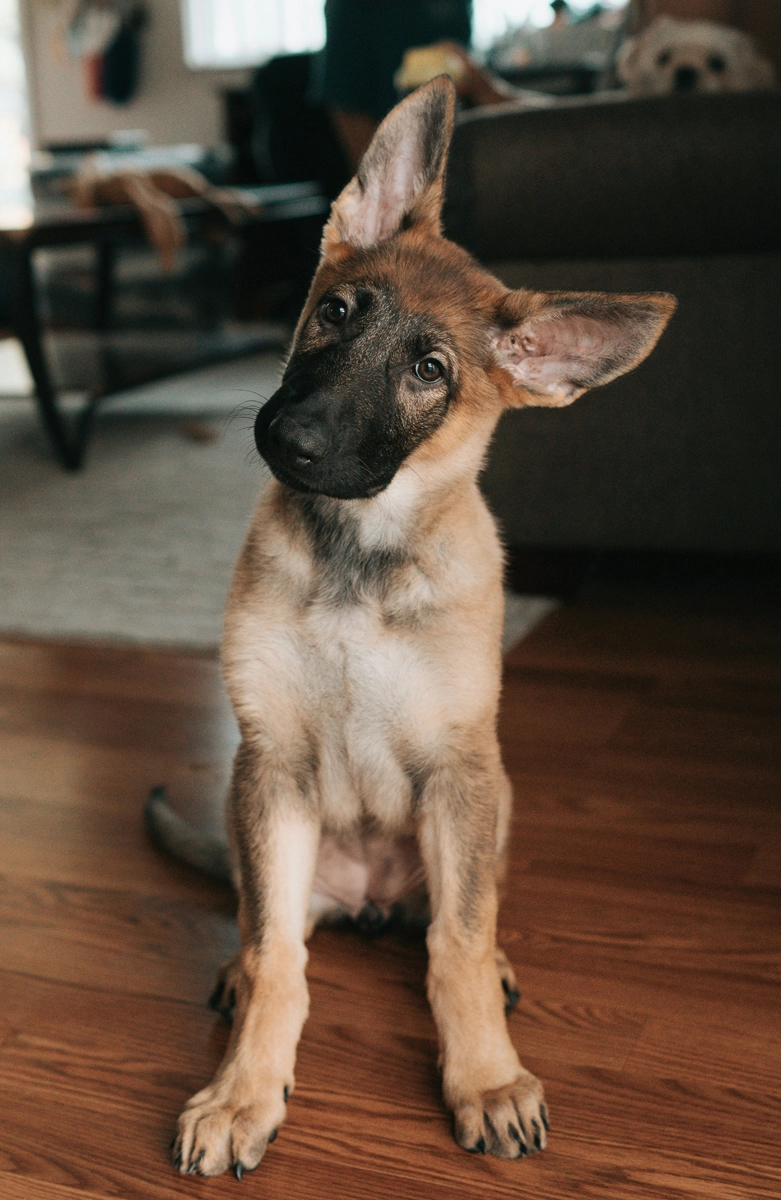 dog-sheppard