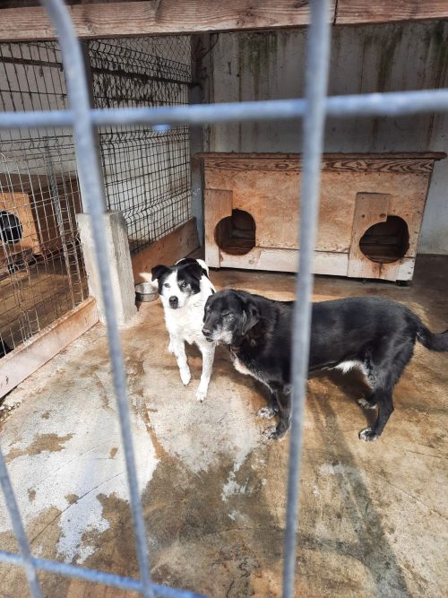 🐾 Donație hrană pentru animale